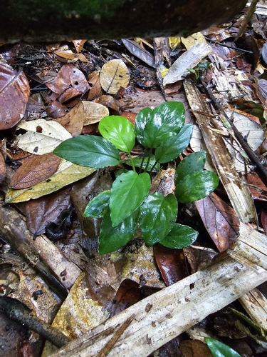 Image of Homalomena Humilis (Homalomena humilis) by (c) pbsg, some rights reserved (CC BY)