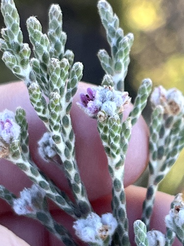 Brunia phylicoides (Brunia phylicoides)