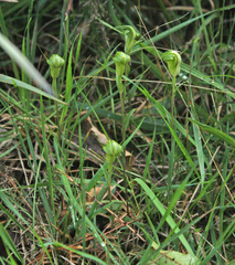 Pterostylis alveata