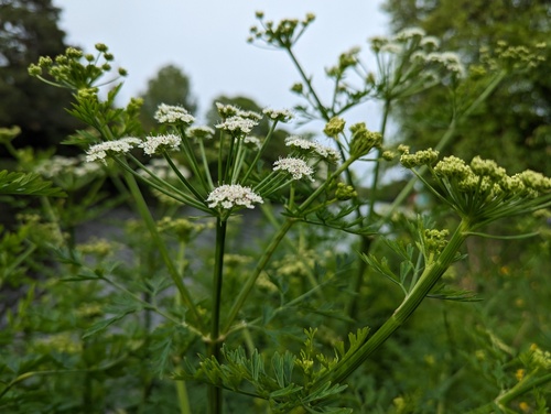 Hemlock Water-dropwort