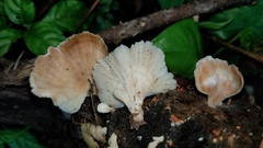 Flabellophora