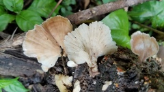 Flabellophora