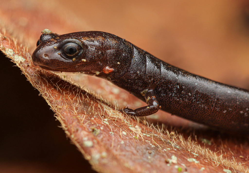 Pacific Worm Salamander