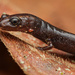 Pacific Worm Salamander - Photo (c) Mason S., some rights reserved (CC BY-NC), uploaded by Mason S.