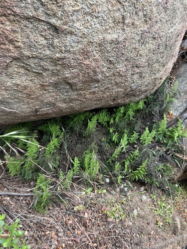 Image of Cleveland's Lipfern (Myriopteris clevelandii) by no rights reserved