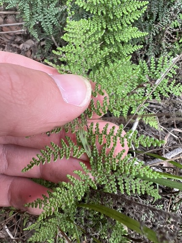 Image of Cleveland's Lipfern (Myriopteris clevelandii) by no rights reserved