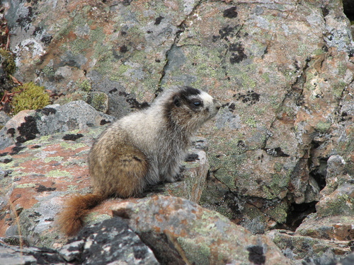 Hoary Marmot