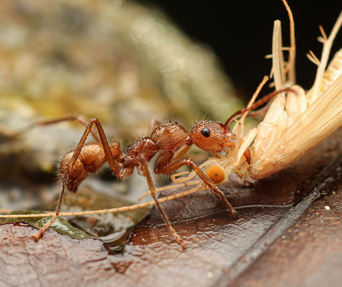 Ectatomma tuberculatum