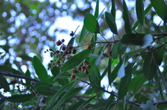 Heteromeles arbutifolia