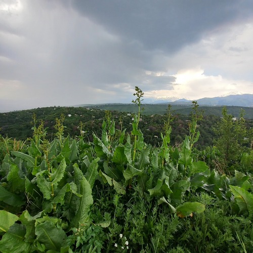 Rumex tianschanicus, photograph 3