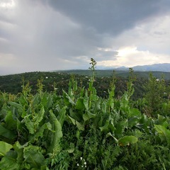 Rumex tianschanicus, photograph Alexander Dubynin, CC BY, iNaturalist via GBIF