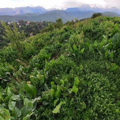 Rumex tianschanicus, photograph Alexander Dubynin, CC BY, iNaturalist via GBIF