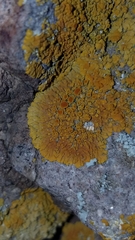 Polycauliona impolita