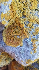 Polycauliona impolita