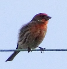 Haemorhous mexicanus