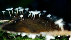 Gloiocephala