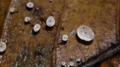 Gloiocephala