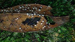 Gloiocephala