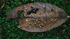 Gloiocephala