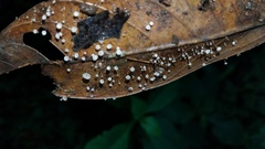 Gloiocephala