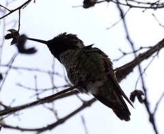 Calypte anna
