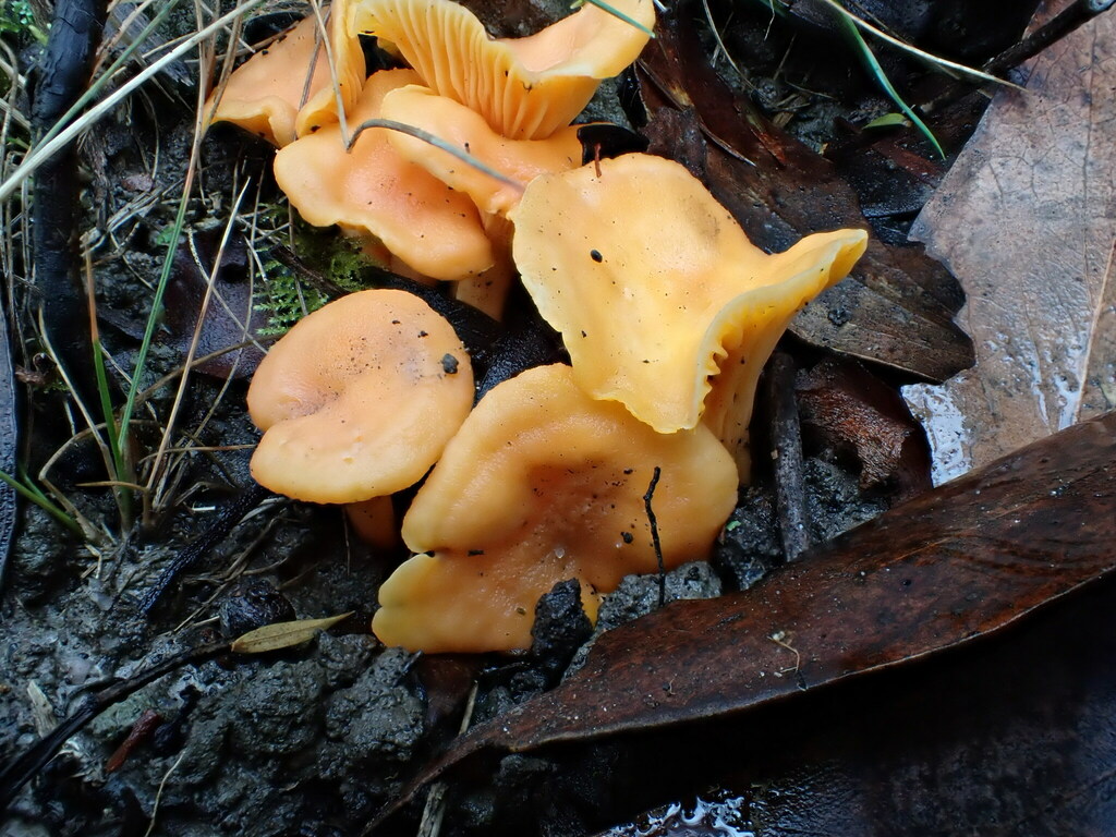 Australian chanterelle from Hazel Park VIC 3966, Australia on May 26