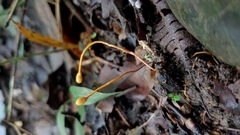 Ophiocordyceps sphecocephala