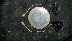 Ophiocordyceps sphecocephala