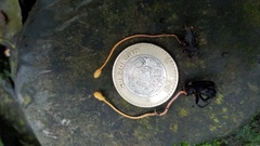 Ophiocordyceps sphecocephala