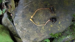 Ophiocordyceps sphecocephala