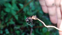 Ophiocordyceps sphecocephala