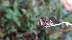 Ophiocordyceps sphecocephala