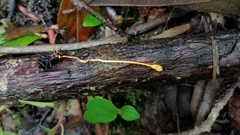 Ophiocordyceps sphecocephala