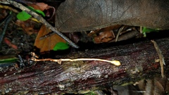 Ophiocordyceps sphecocephala