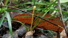 Ophiocordyceps sphecocephala