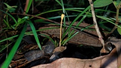 Ophiocordyceps sphecocephala