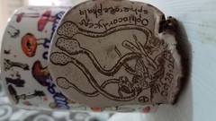 Ophiocordyceps sphecocephala