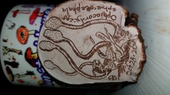 Ophiocordyceps sphecocephala