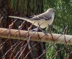 Mimus polyglottos