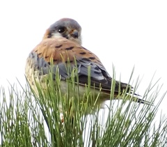 Falco sparverius
