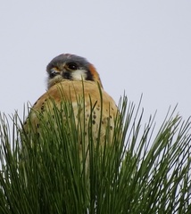 Falco sparverius