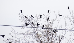 Corvus brachyrhynchos