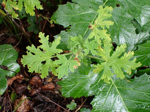 Pelargonium graveolens