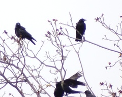 Corvus brachyrhynchos