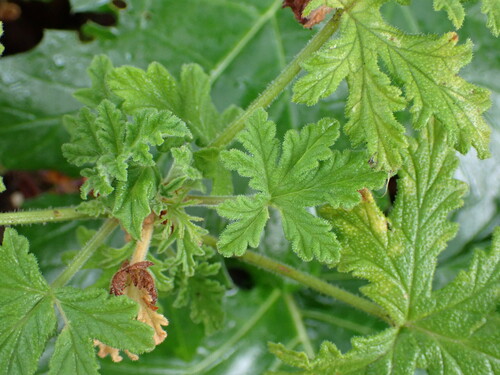 Pelargonium graveolens