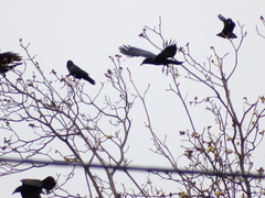 Corvus brachyrhynchos