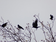 Corvus brachyrhynchos