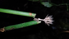 Pterulaceae