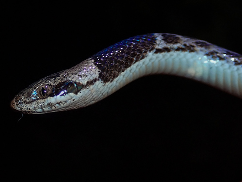 Tamaulipas Nightsnake