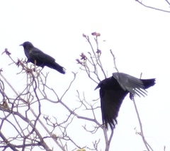 Corvus brachyrhynchos